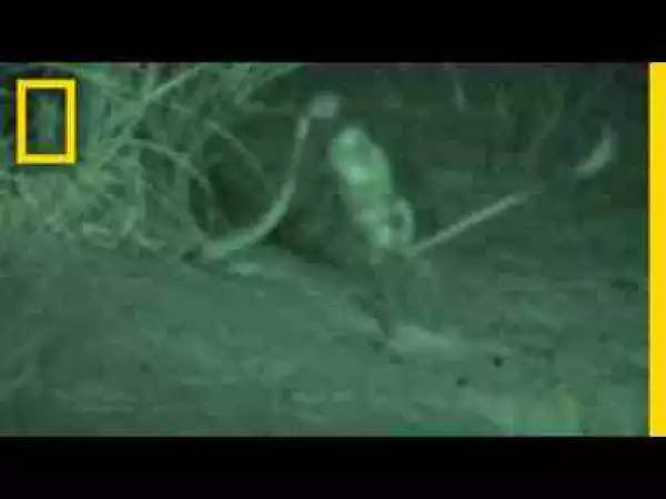 Video: Watch a Kangaroo Rat Jump-Kick a Snake to Escape | National Geographic